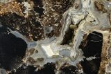 Petrified Wood (Schinoxylon) Limb Section - Blue Forest, Wyoming #371129-1